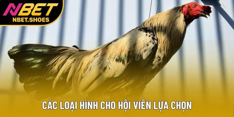 Các loại hình cho hội viên lựa chọn