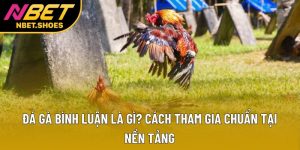 Đá Gà Bình Luận Là Gì? Cách Tham Gia Chuẩn Tại Nền Tảng