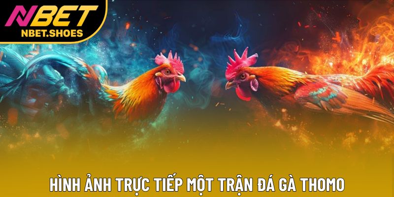 Hình ảnh trực tiếp một trận đá gà Thomo
