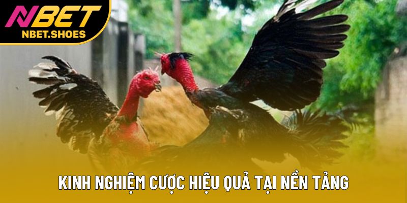 Kinh nghiệm cược hiệu quả tại nền tảng