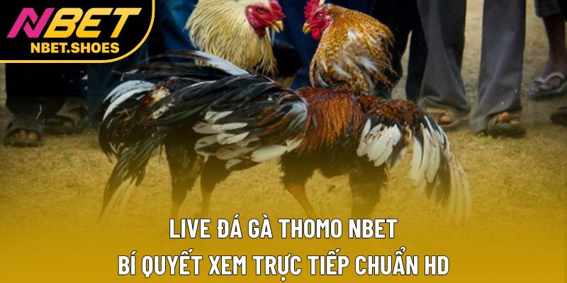 Live Đá Gà Thomo Nbet – Bí Quyết Xem Trực Tiếp Chuẩn Hd