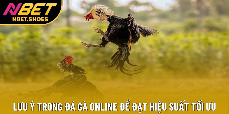 Lưu ý trong đá gà online để đạt hiệu suất tối ưu